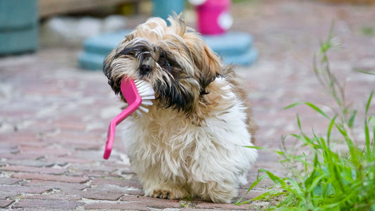 Dental Care For Dogs: 3 Simple Methods To Clean Your Dogs Teeth - The Doggie Shop