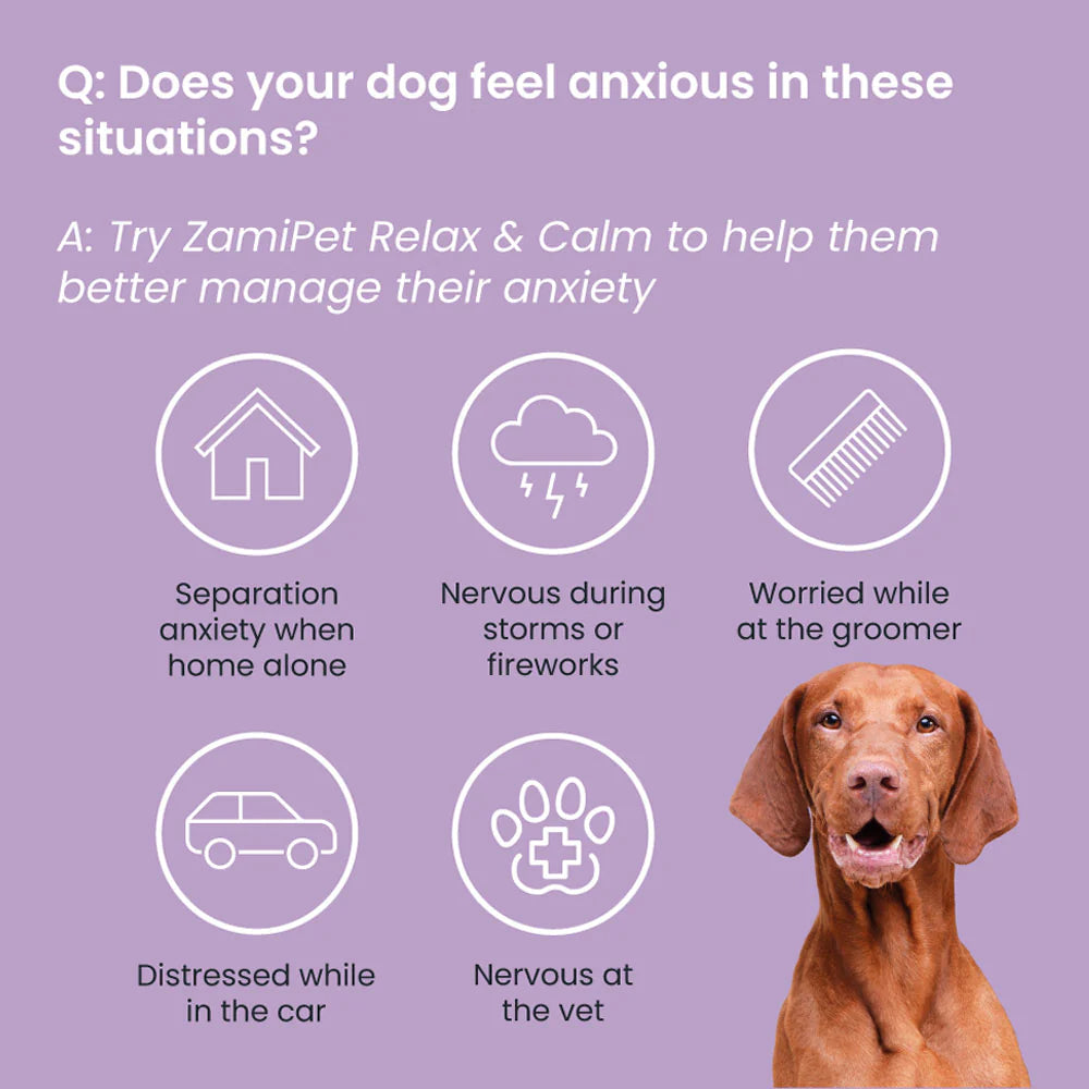 Shop ZamiPet – Relax & Calm Chews For Dogs - The Doggie Shop - 